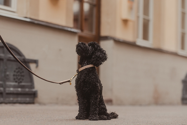 Obroża dla psa Kentucky Dogwear Plaited Nylon