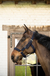 Kantar dla konia Kentucky Horsewear Heavy Duty