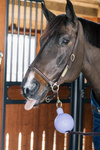 Kula ochronna do uwiązu Kentucky Horsewear