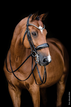 Ogłowie munsztukowe z nachrapnikiem szwedzkim Schockemöhle Sports Milazzo