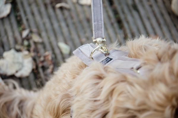 Smycz dla psa Kentucky Dogwear Velvet - 200 cm