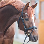 Ogłowie z nachrapnikiem kombinowanym Kavalkade Everness