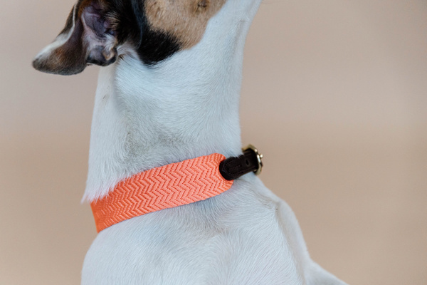 Obroża dla psa Kentucky Dogwear Jacquard