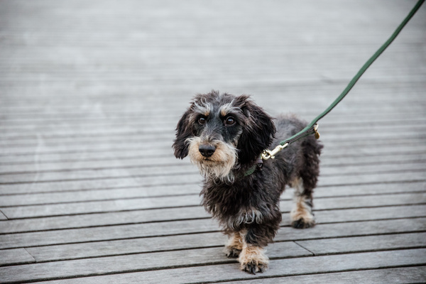 Smycz dla psa Kentucky Dogwear Plaited Nylon - 200 cm