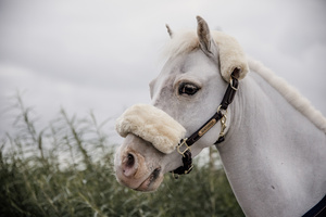 Kantar dla kucyka Kentucky Horsewear Leather Sheepskin