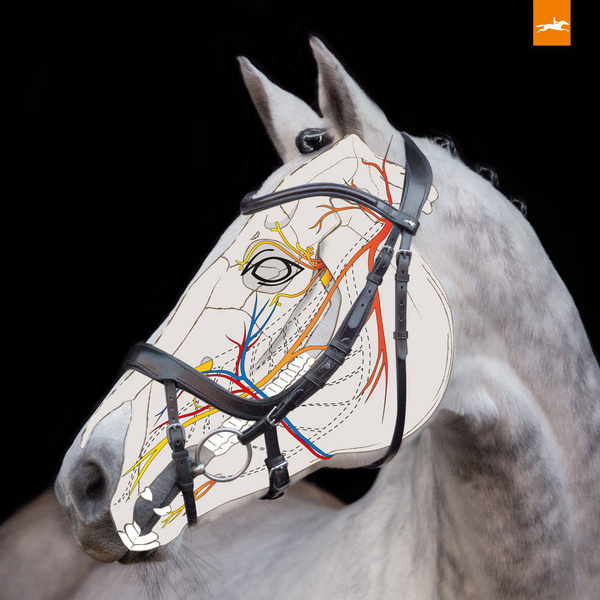 Ogłowie anatomiczne Schockemöhle Sports Equitus Alpha