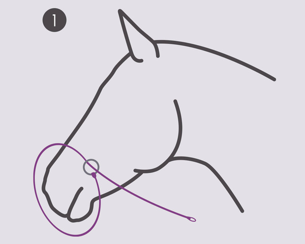 Kantar do zdjęć QHP