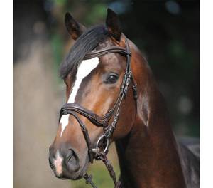 Ogłowie anatomiczne Kavalkade Ivy