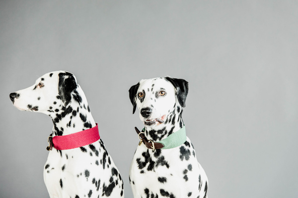 Obroża dla psa Kentucky Dogwear Jacquard