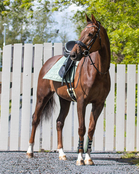 Pad ujeżdżeniowy QHP Anatomic