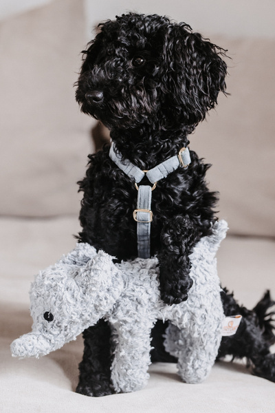 Szelki dla psa Kentucky Dogwear Loop Velvet