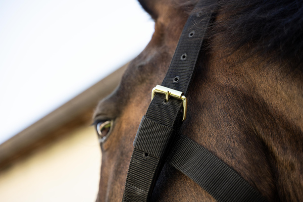 Kantar dla konia Kentucky Horsewear Heavy Duty