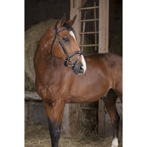 Ogłowie anatomiczne z nachrapnikiem szwedzkim Norton Pro Vague