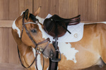 Czaprak skokowy Kentucky Horsewear Wave