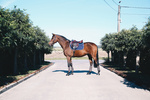 Ochraniacze crossowe Kentucky Horsewear Air Tech - przody