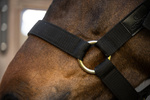 Kantar dla konia Kentucky Horsewear Heavy Duty