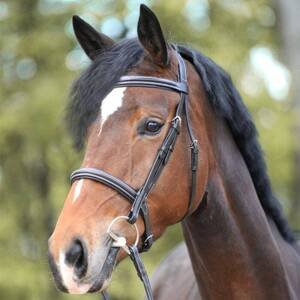 Ogłowie z nachrapnikiem angielskim Kavalkade Akila