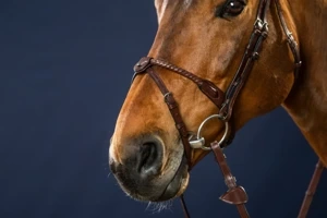 Ogłowie z pokrytym skórą nachrapnikiem sznurkowym Dy'on New English Collection NEAAAI