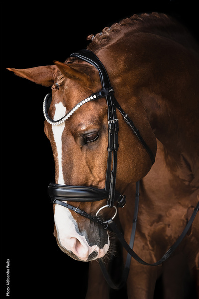 Ogłowie z nachrapnikiem szwedzkim Schockemöhle Sports Siena