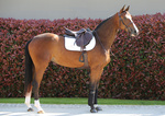 Podkładka pod siodło Kentucky Horsewear Half Pad Anatomic Absorb