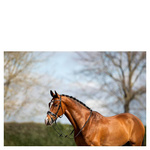 Ogłowie anatomiczne z nachrapnikiem szwedzkim ANKY® Comfort Fit Combined