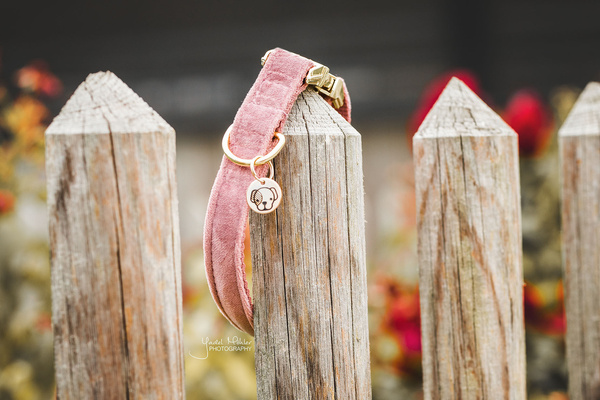 Obroża dla psa Kentucky Dogwear Velvet