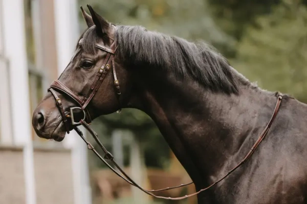 Wodze skórzane z naciągiem gumowym i stoperami Dy'on D Collection DY05G