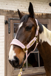 Kantar dla konia Kentucky Horsewear Velvet