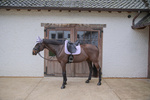 Czaprak ujeżdżeniowy Kentucky Horsewear Softshell Onion Quilt