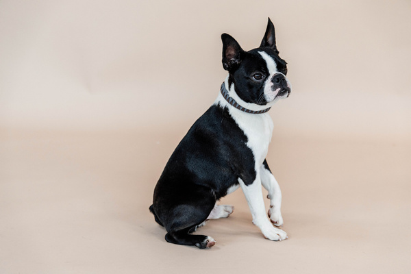 Obroża dla psa Kentucky Dogwear Triangle