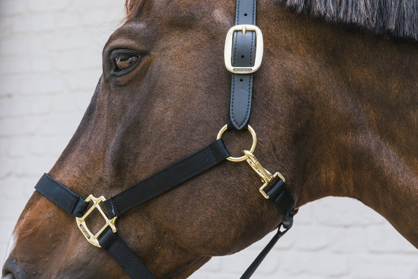 Wymienny pasek potyliczny do kantara Kentucky Horsewear Breakaway