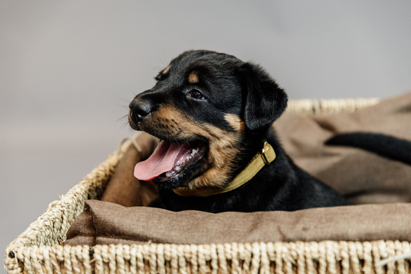 Obroża dla psa Kentucky Dogwear Velvet