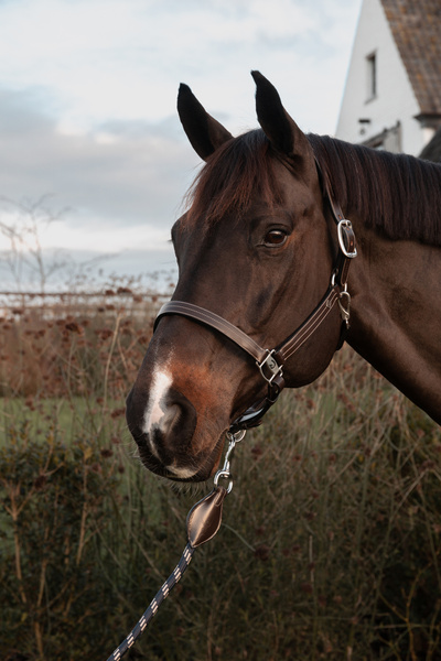 Kantar skórzany Dy'on Working Collection Grooming WO09E