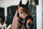 Kantar obszyty w całości syntetycznym futrem Kentucky Horsewear Sheepskin Shipping