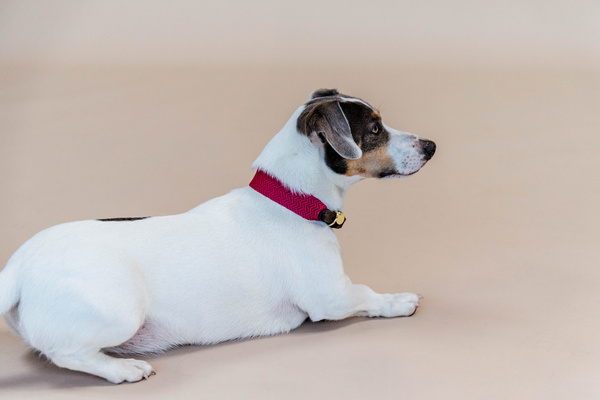 Obroża dla psa Kentucky Dogwear Jacquard