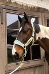 Kantar dla konia Kentucky Horsewear Velvet