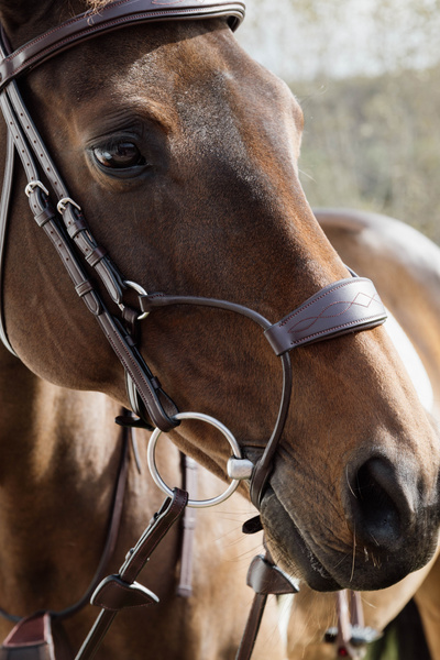 Ogłowie z nachrapnikiem przelotowym Dy'on New Collection NEABA7