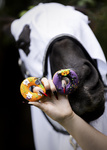 Pączki z lukrem dla koni Candy Horse - Halloween