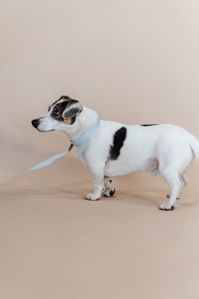 Obroża dla psa Kentucky Dogwear Jacquard