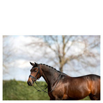 Ogłowie anatomiczne z lakierowanym nachrapnikiem szwedzkim ANKY®