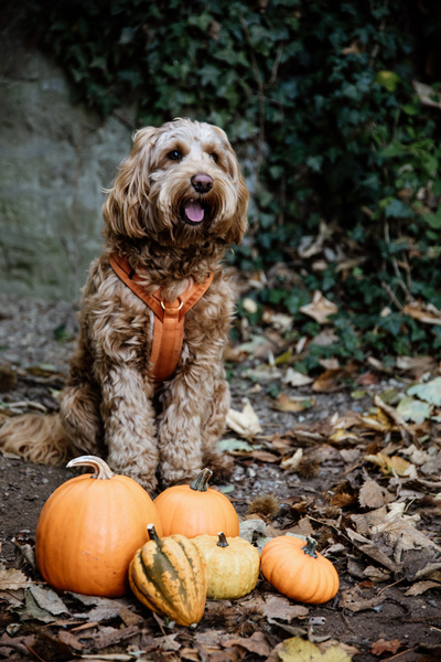 Szelki dla psa Kentucky Dogwear Active Velvet