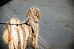 Smycz dla psa Kentucky Dogwear Velvet - 200 cm