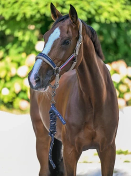 Kantar z uwiązem TOMMY HILFIGER EQUESTRIAN Yale Taupe