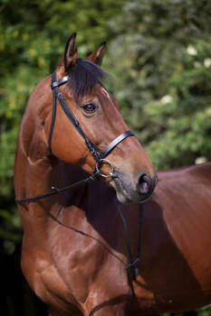 Ogłowie z płaskim nachrapnikiem Riding World