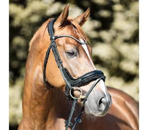 Ogłowie anatomiczne Kavalkade Ivella