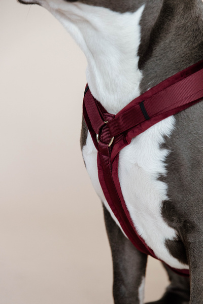 Szelki dla psa Kentucky Dogwear Active Velvet