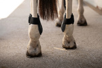 Ochraniacze tylne Kentucky Horsewear Young Horse PRO