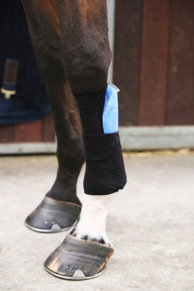 Skarpeta chroniąca przed obtarciami, zabrudzeniami i infekcjami Kentucky Horsewear Tendon Grip Sock