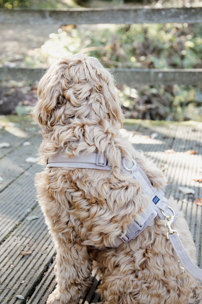 Szelki dla psa Kentucky Dogwear Active Velvet