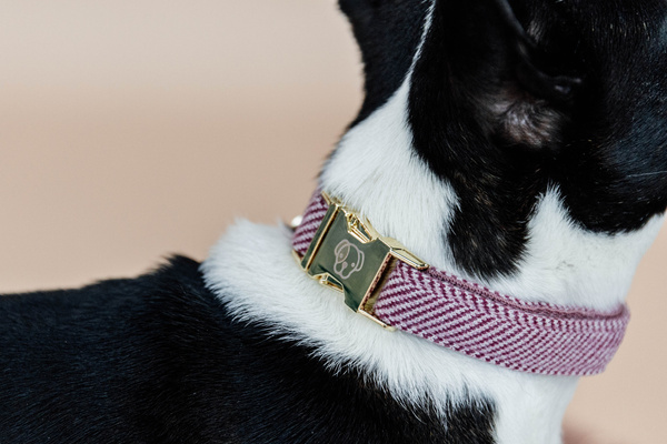 Obroża dla psa Kentucky Dogwear Wool